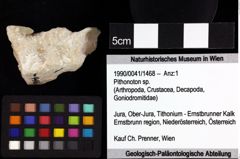 Foto (Objket + Etiketten) von Galatheoidea indet. 